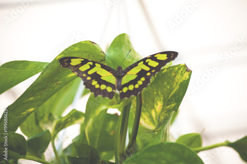 Philaethria Dido (scarce bamboo page, longwing dido, or green heliconia) photo