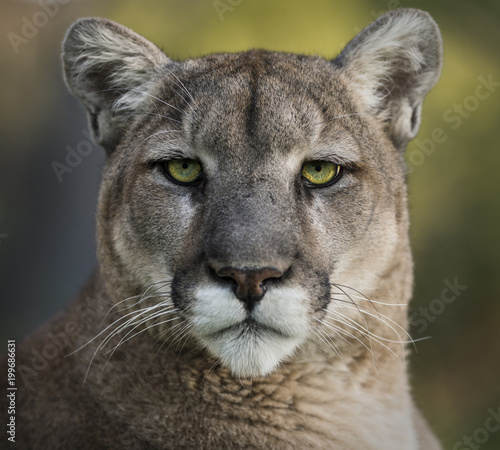 Mountain Lion Portrait