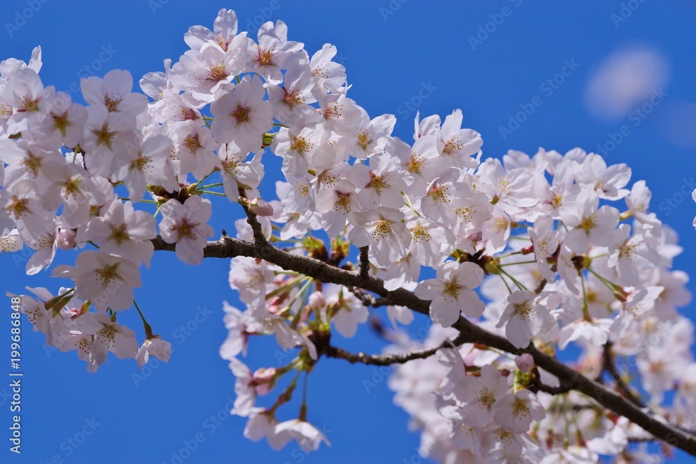 Cherry blossoms (Someiyoshino)
