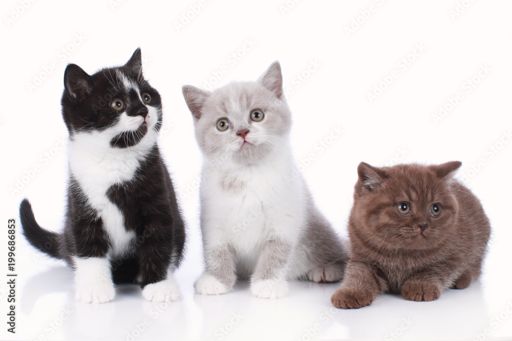 Fotografie Three different british short hair kitten isolated