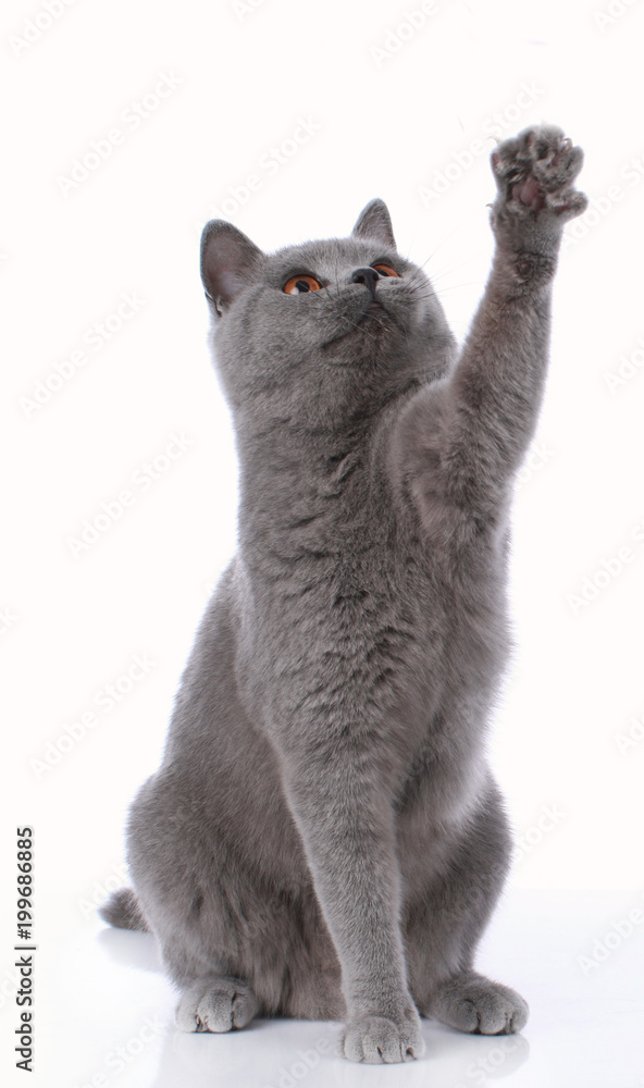 Naklejka premium Błękitny brytyjski shorthair kot podnosi up swój łapę