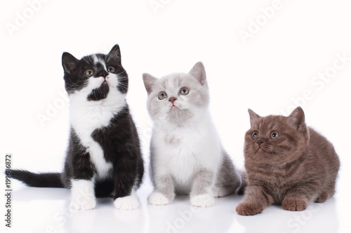 Three different british short hair kitten isolated © absolutimages
