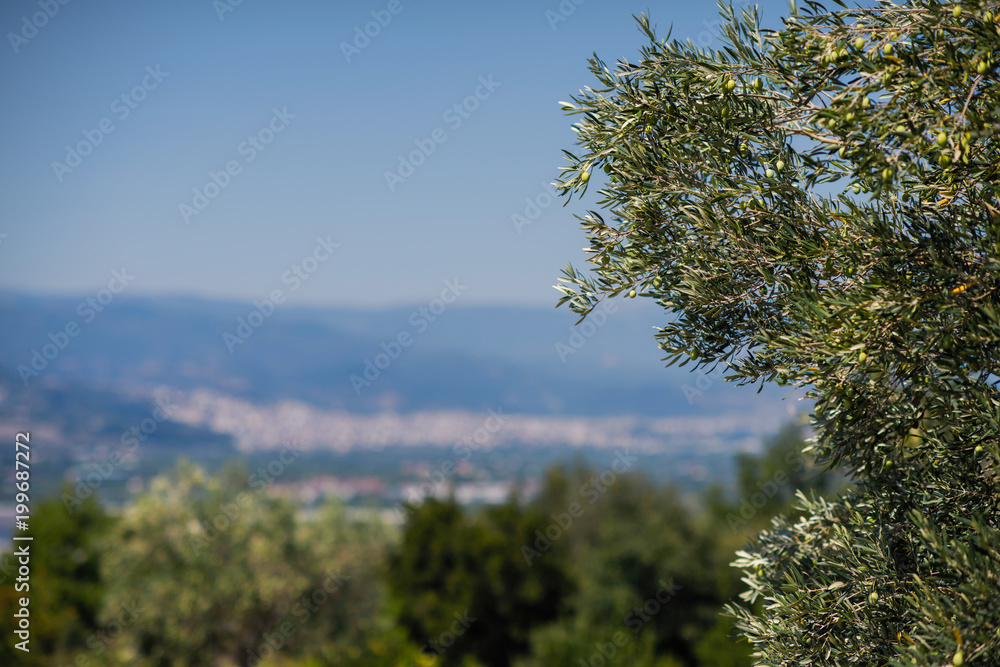 Olive tree on the background of the Greek city of Vergina