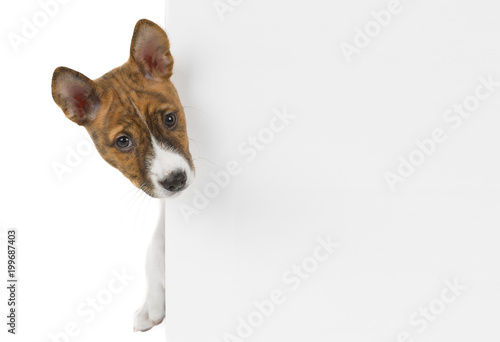 Basenji puppy in Studio on white background