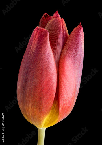 Single Tulip Red