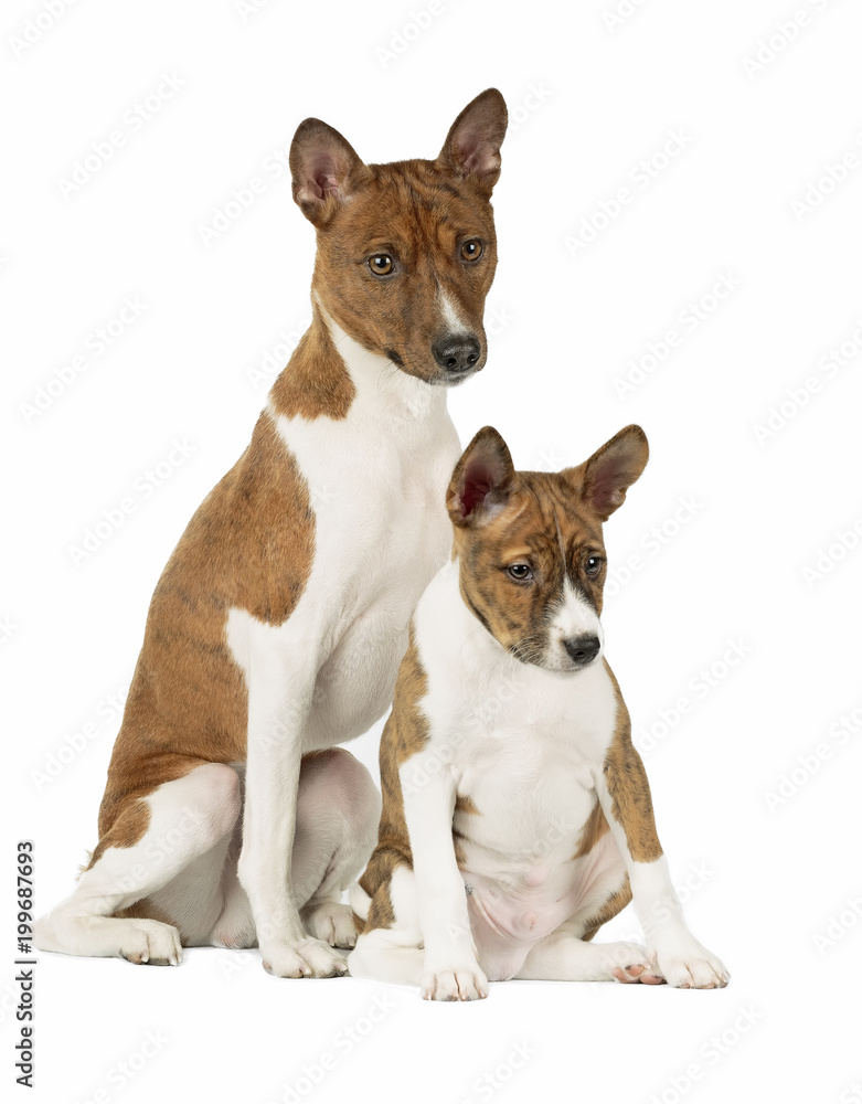 Basenji puppy in Studio on white background Basenji puppy in Studio on white background