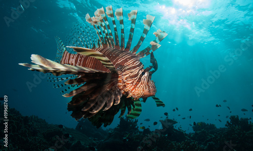 Red striped Lionfish from below with surface in the background © DaiMar
