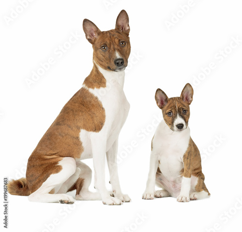 Basenji puppy in Studio on white background