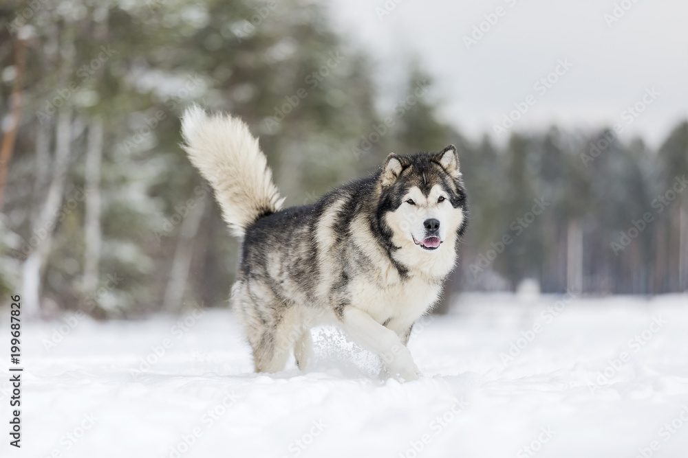 Naklejka premium Alaskan Malamute in nature