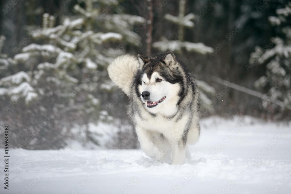 Alaskan Malamute in nature