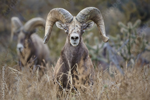 Desert Bighorn Sheep Ram photo