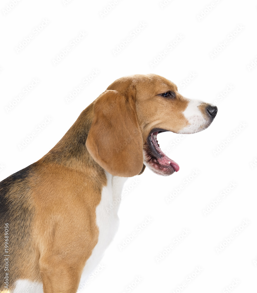 cute beagle dog isolated on white background