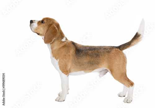 cute beagle dog isolated on white background