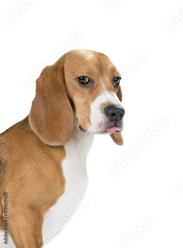 cute beagle dog isolated on white background