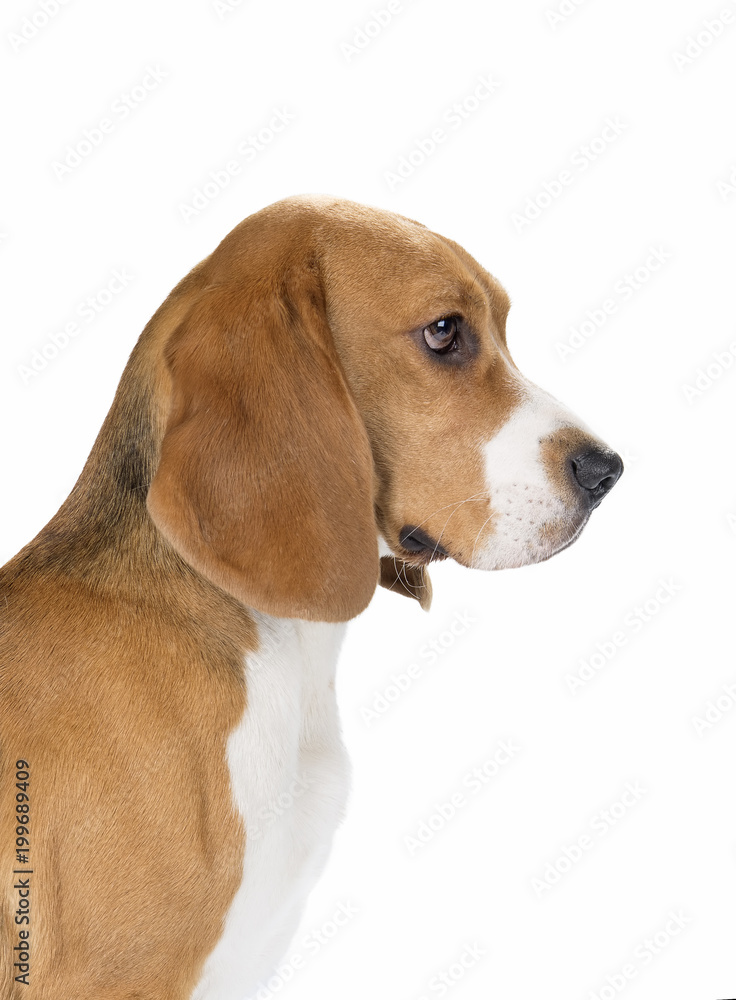 cute beagle dog isolated on white background