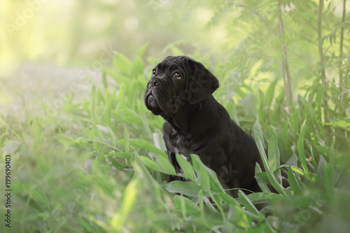 cute puppy cane Corso in the grass