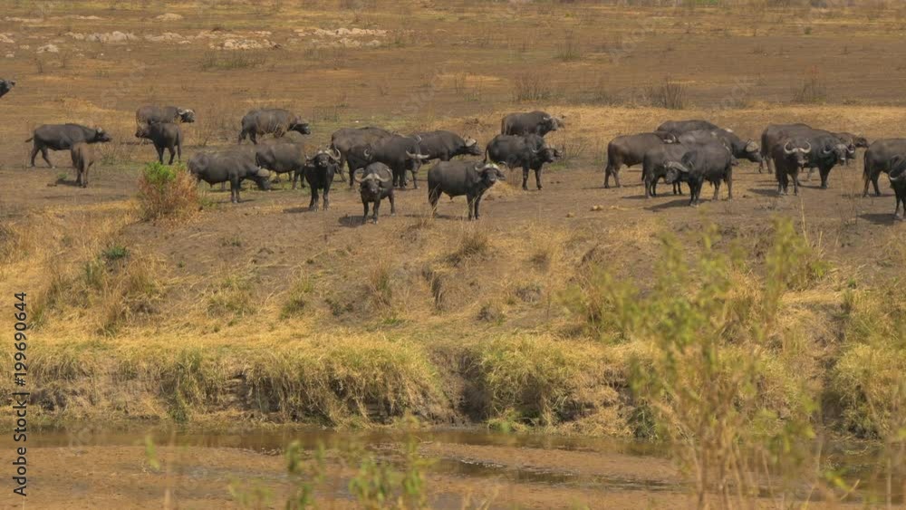 African Buffaloes on a river bank African Buffaloes on a river bank