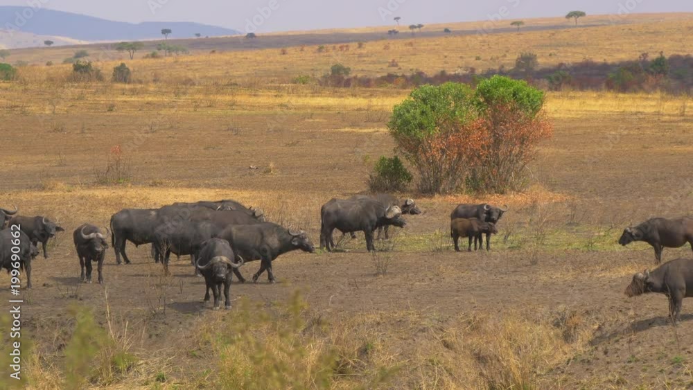 Cape Buffaloes with calf in Masai Mara Cape Buffaloes with calf in Masai Mara