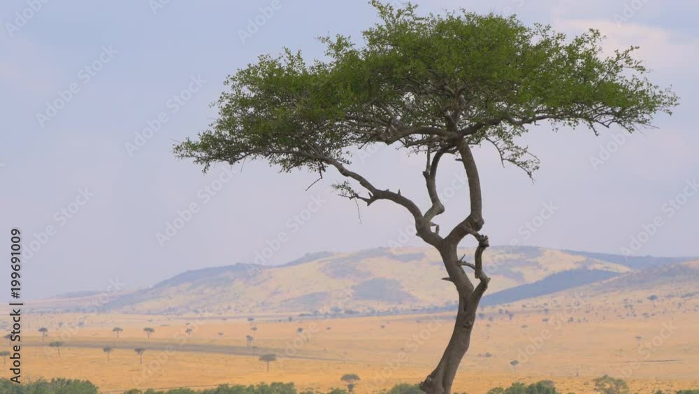 Acacia tree in the savannah