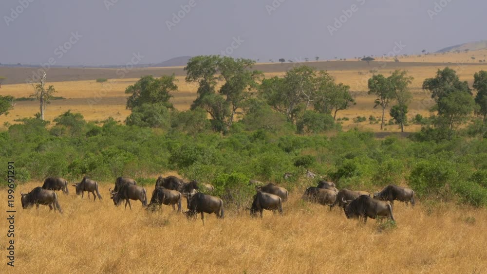 Wildebeests grazing in Masai Mara Wildebeests grazing in Masai Mara