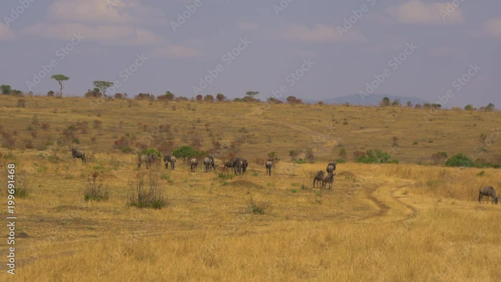 Gnus grazing in Maasai Mara National Reserve Gnus grazing in Maasai Mara National Reserve