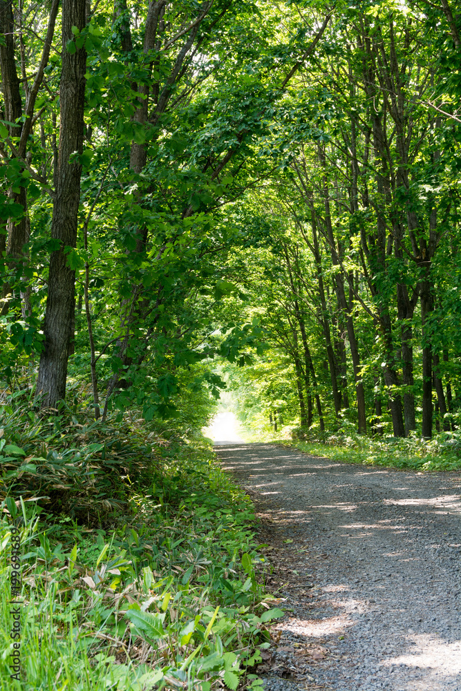 Fototapeta premium 新緑の木々に囲まれたジャリ道