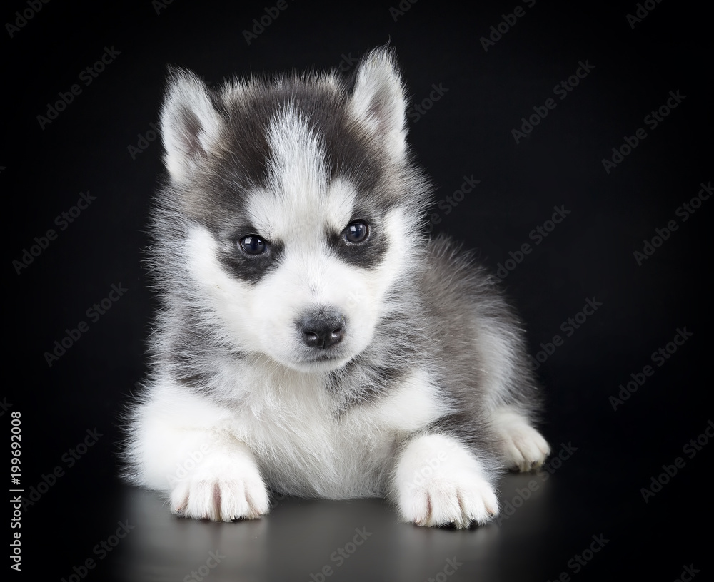 Fototapeta premium Puppy Siberian husky on a black background