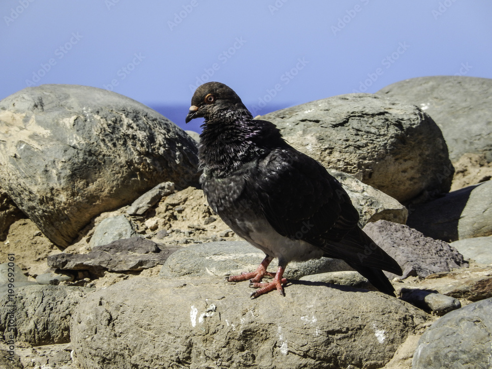 Obraz premium Uccello Canarie