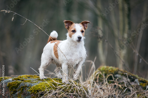 Fotografia Jack Russell Terrier on the tree. spring Park