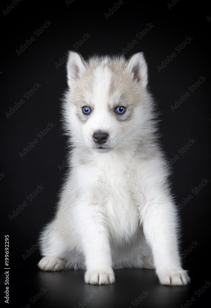 Puppy Siberian husky on a black background Puppy Siberian husky on a black background