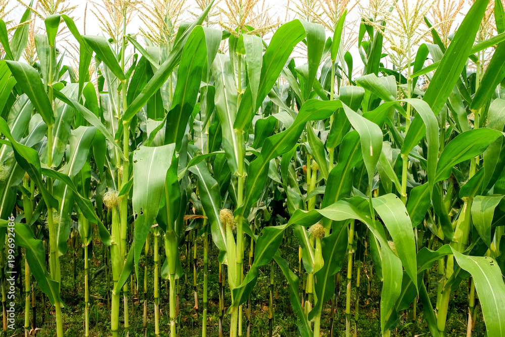 green field of corn growing up in farm green field of corn growing up in farm