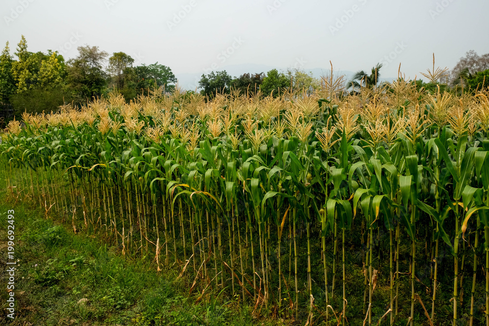 Obraz premium green field of corn growing up in farm