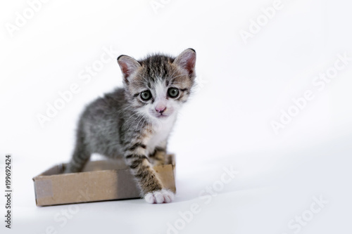 kitten walking from paper box