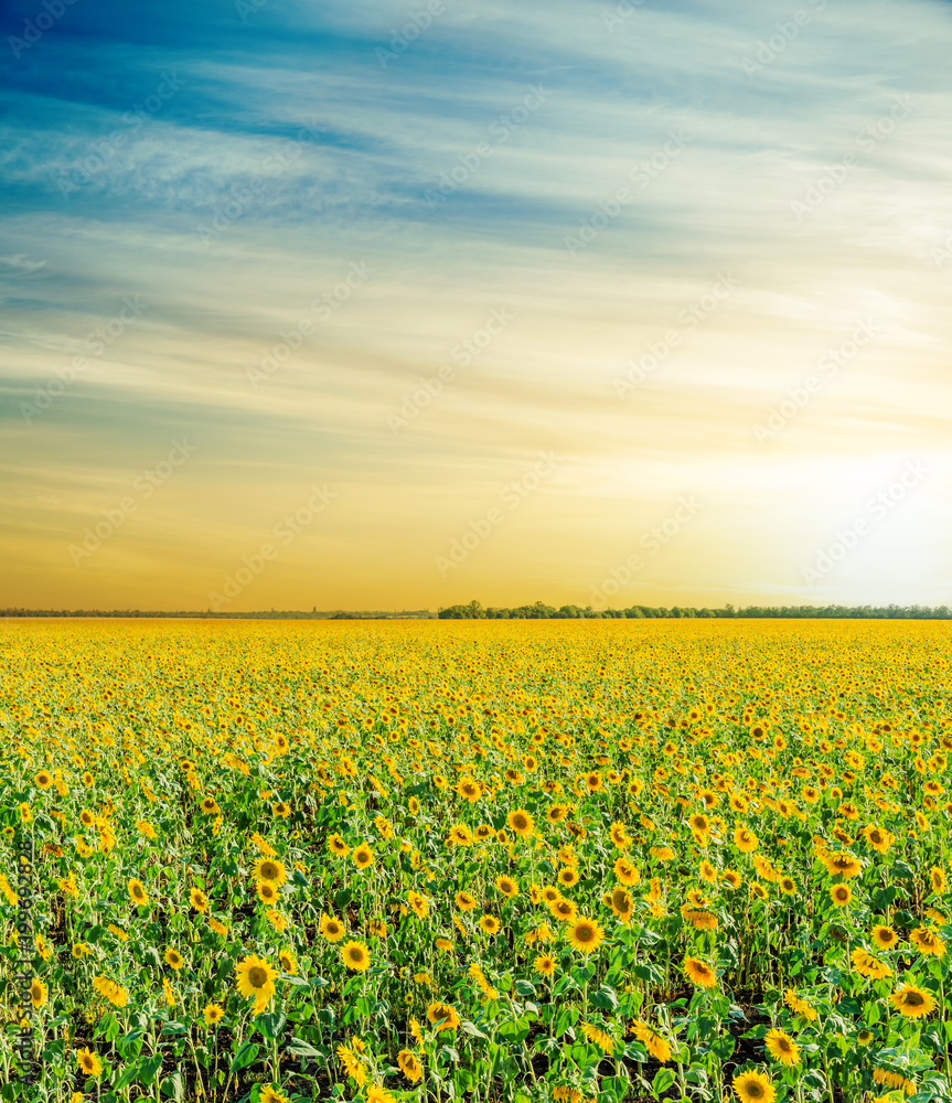 Fototapeta premium field with sunflowers under orange sky in sunset