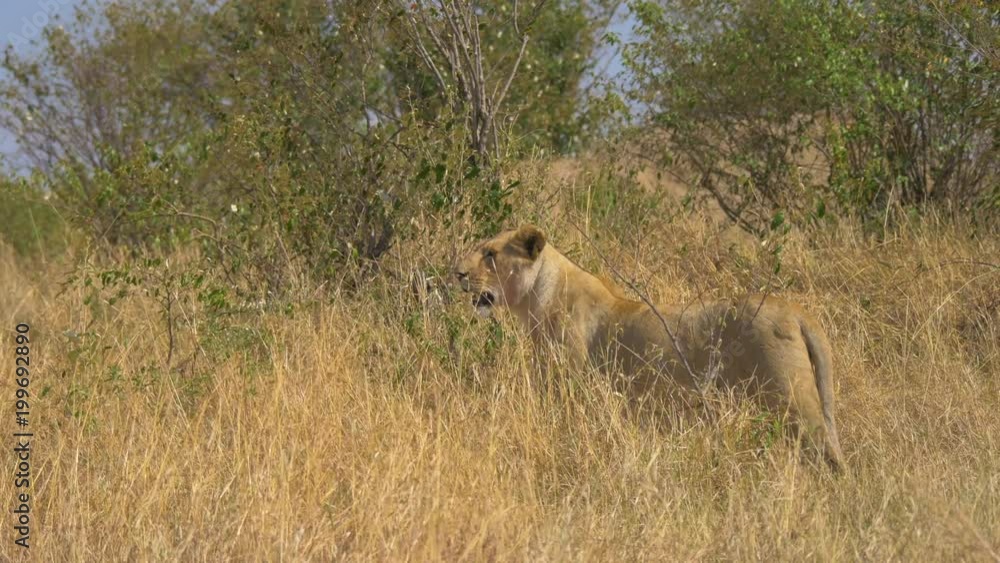 Lioness in Masai Mara Lioness in Masai Mara