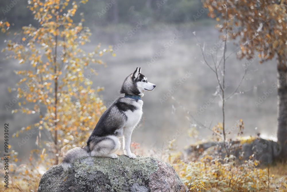 Fotografie, Obraz Siberian husky in the forest | Posters.cz