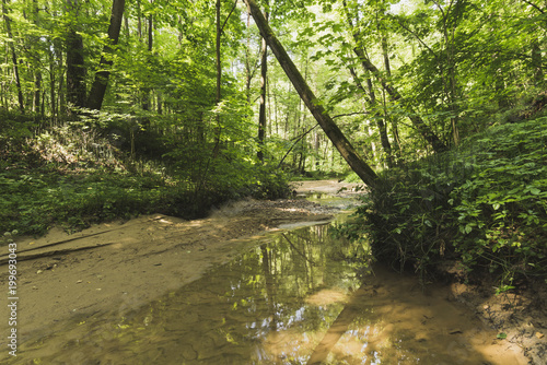 Fototapeta Naklejka Na Ścianę i Meble -  A brook in a dense forest.