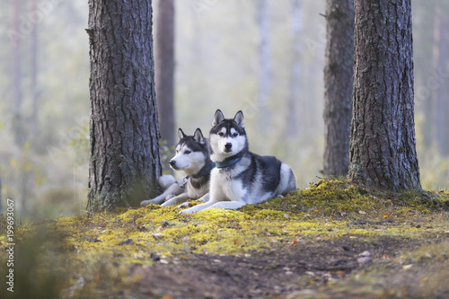 Two Siberian husky in the forest