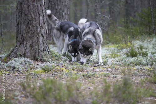 Two Siberian husky in the forest
