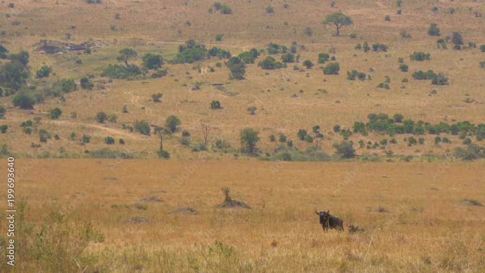 Gnu in Masai Mara Gnu in Masai Mara