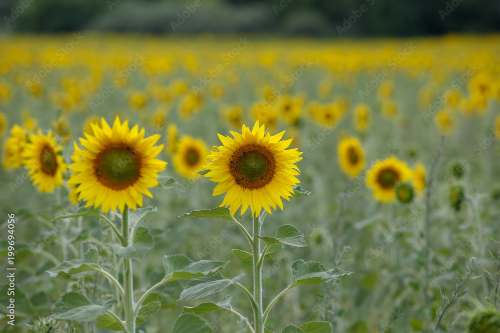 Fototapeta premium lavandes en Provence