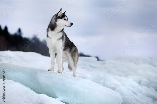 Beautiful Siberian Husky on the ice in winte