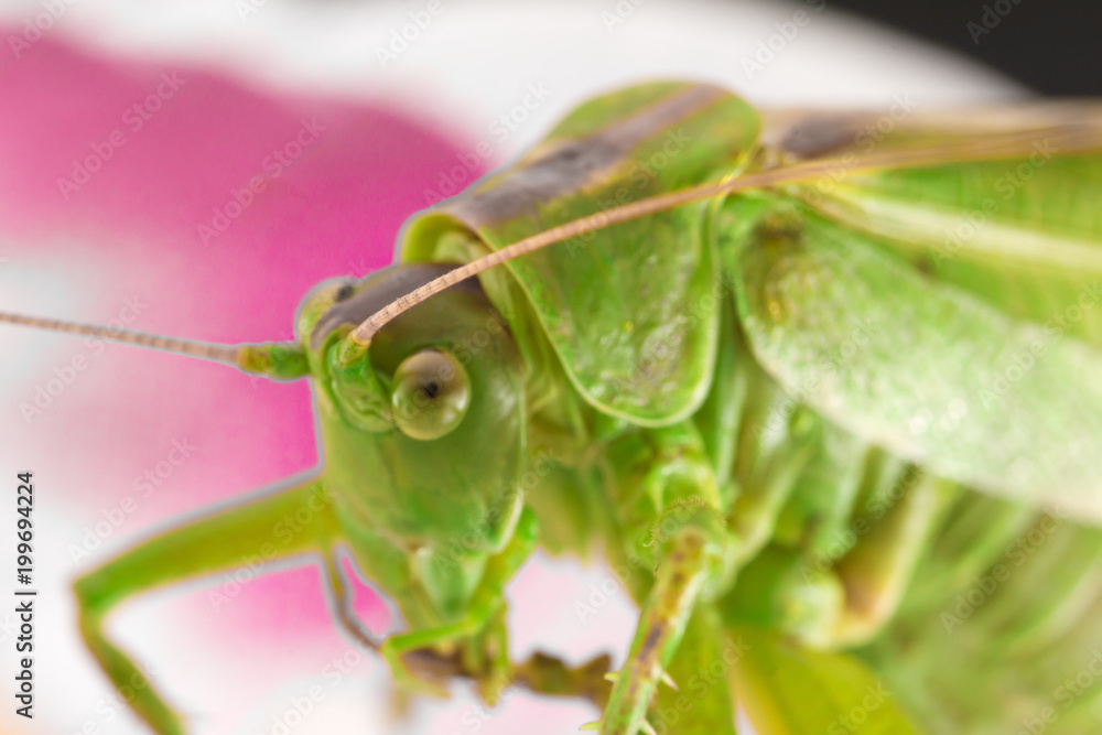 Fototapeta premium big green grasshopper