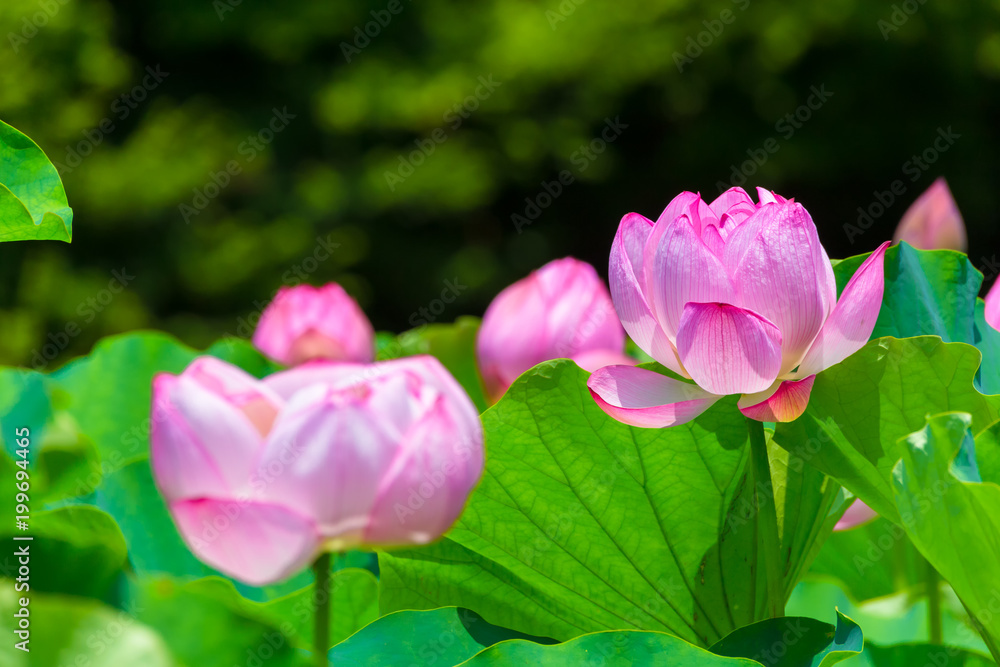Lotus Flower.Background is the lotus leaf and lotus bud  and lotus flower and tree.Shooting location is Yokohama, Kanagawa Prefecture Japan.