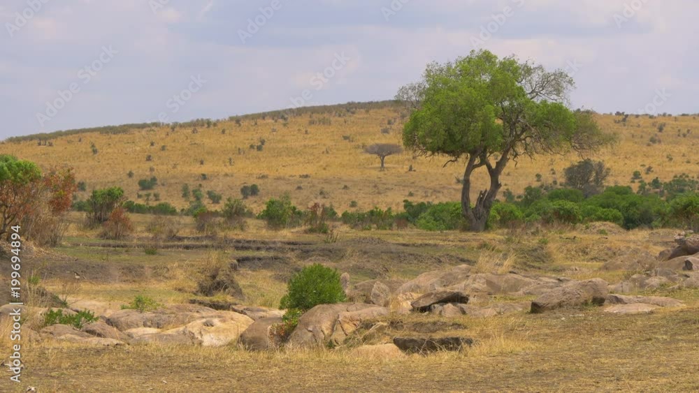 Rocks, bushes and trees in Masai Mara Rocks, bushes and trees in Masai Mara