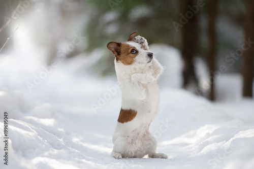 Fototapeta Naklejka Na Ścianę i Meble -  Jack Russell Terrier on the ice