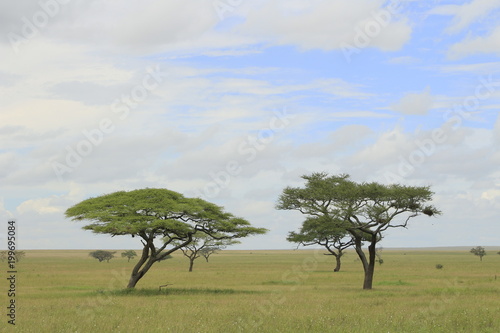 Photos Acacia nella savana.