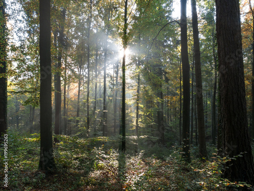 Fototapeta Naklejka Na Ścianę i Meble -  The sunbeams in a forest at morning