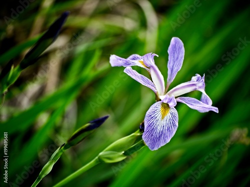 Fototapeta Naklejka Na Ścianę i Meble -  Iris in a Swamp Blooming 2