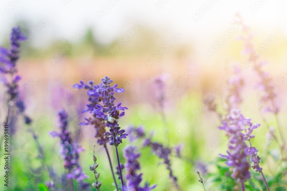 Beautiful lavender, violet, salvia flower blur soft focus for background Beautiful lavender, violet, salvia flower blur soft focus for background